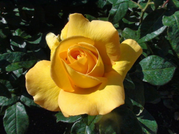 A delicate yellow rose,Regents Garden