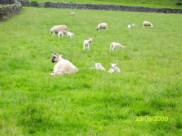 Lambs only a week or two old