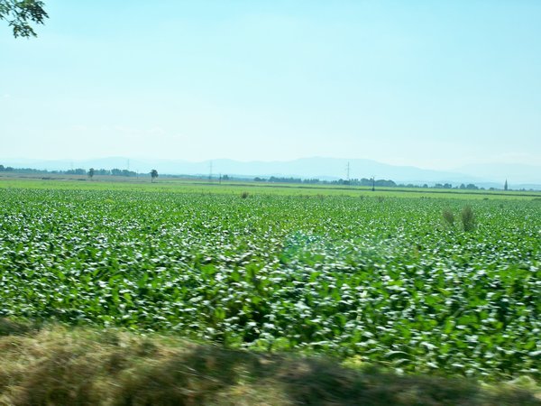 Field of spinach wilting in the heat