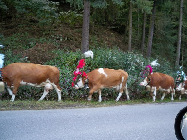 Cows on their way to the festival parade