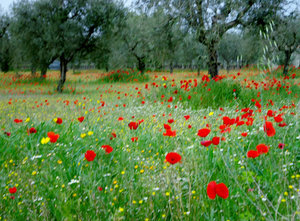 Poppies on the side of the road