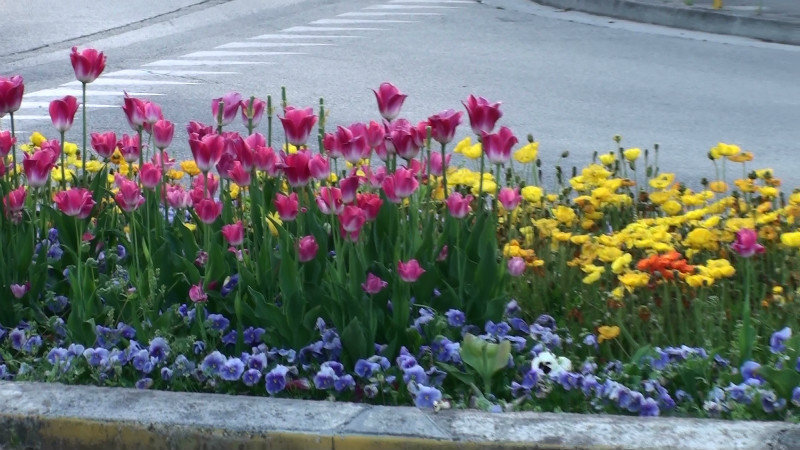Spring time colour near our hotel,Lido di Jesolo