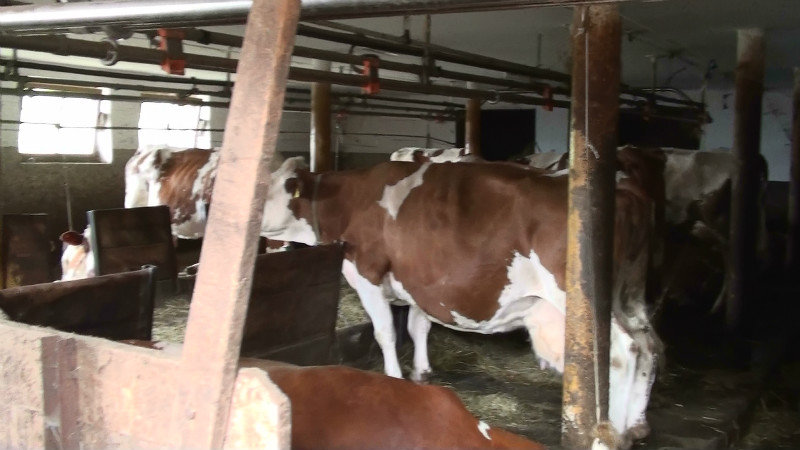 Indoor farmed cows
