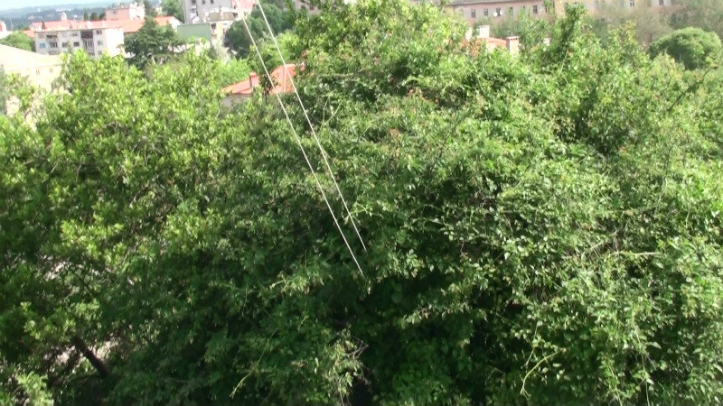 The neighbours above line down to a tree