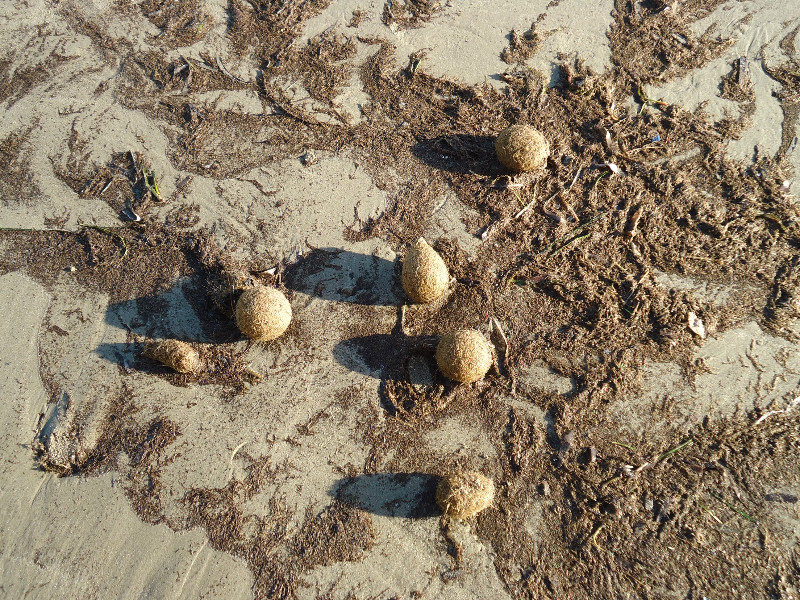 A few of the thousands of mystery 'furry'balls on the beach