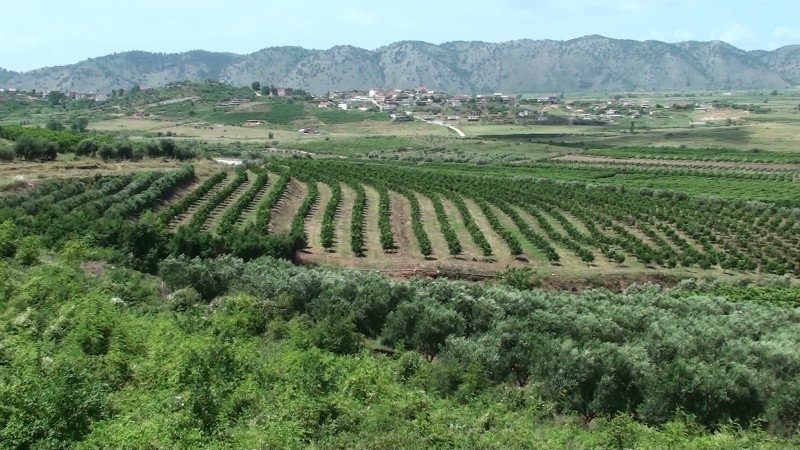 Olive and citrus orchard near Greek border