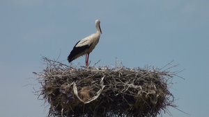 Stork and nest on top of a power pole