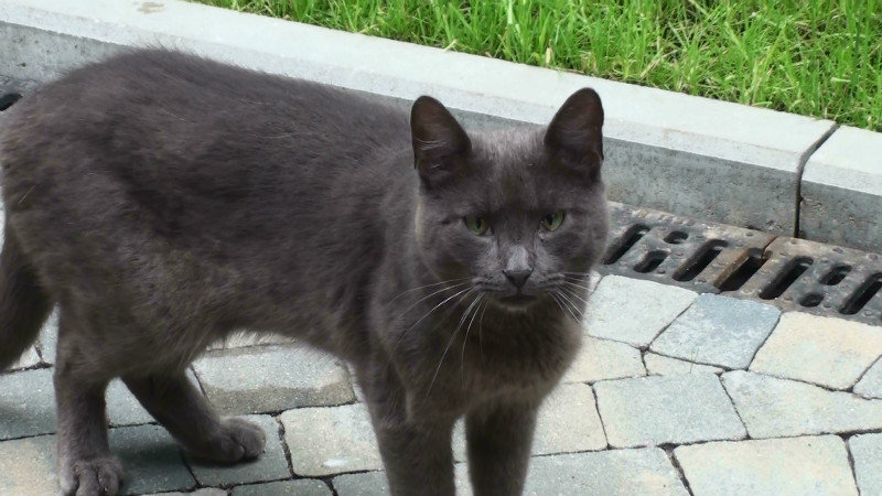 Our dear departed cat,Jack,reincarnated in Warsaw