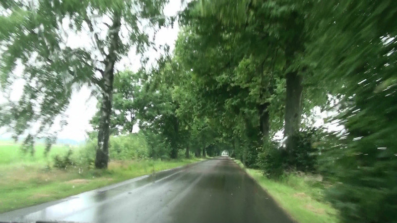 Avenue of trees are a feature of rural roads in Poland