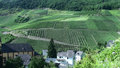 Vineyards on the Mosel near EP