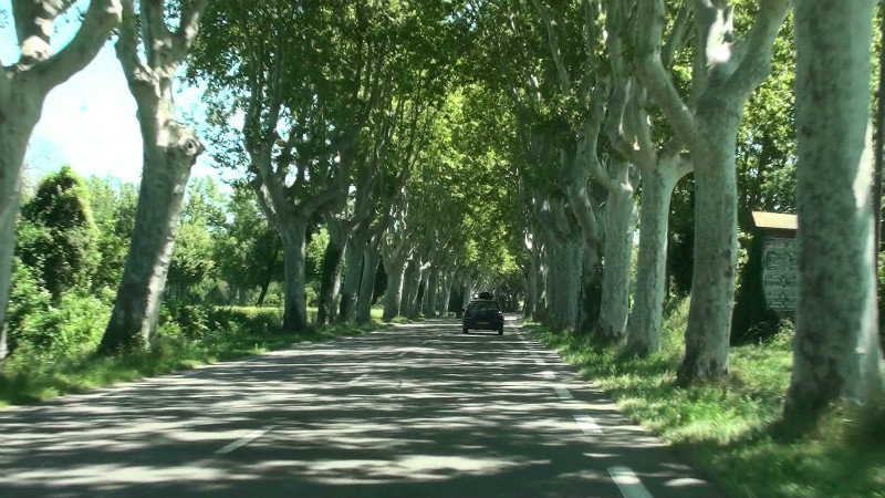 Driving through avenues of trees in France is so beautiful