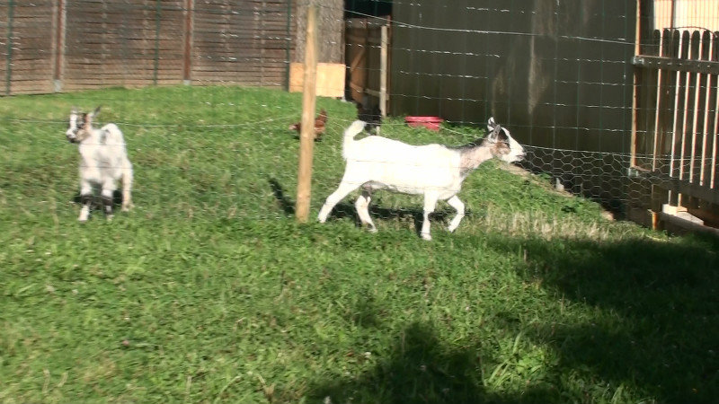 Suburban goats in Chagny