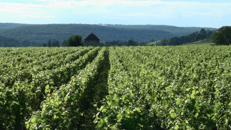 Aloxe Corton vineyards