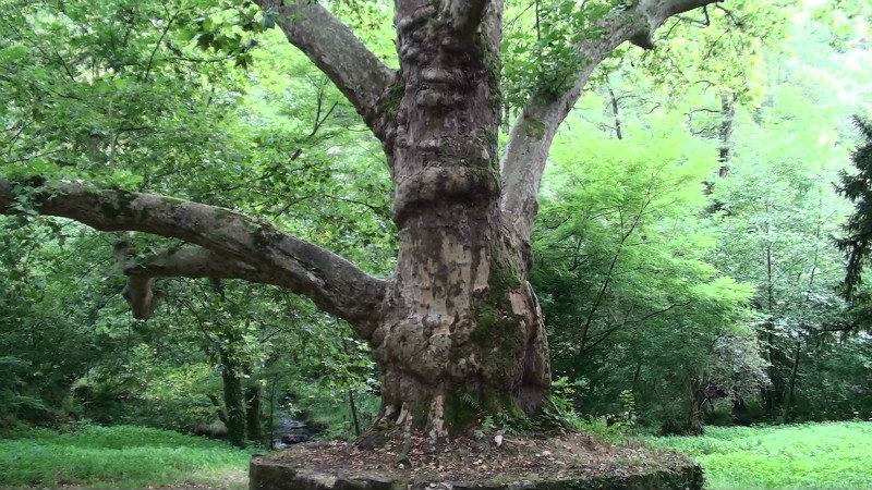 250 year old plane tree,Peyrassoulat