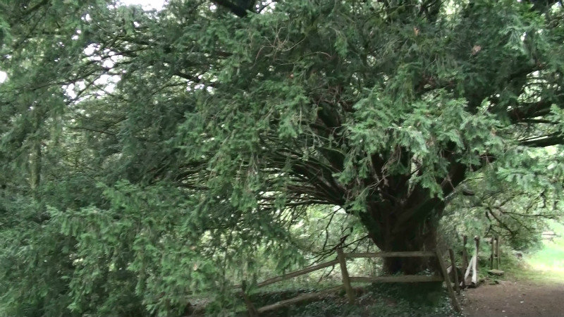 The 500 year old yew tree