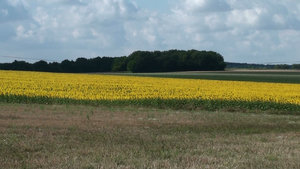 Acres of sunflowers
