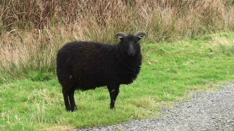 A black sheep of Mull