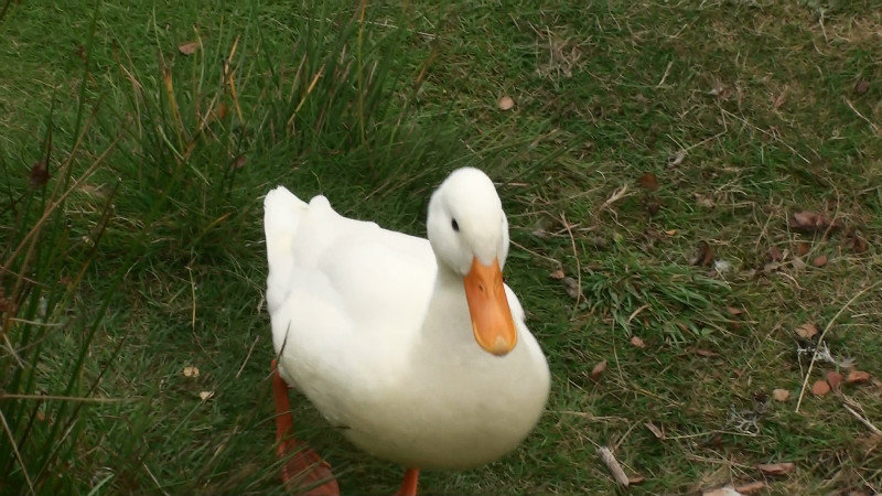 The sole white duck who really thought we had some food in our pockets