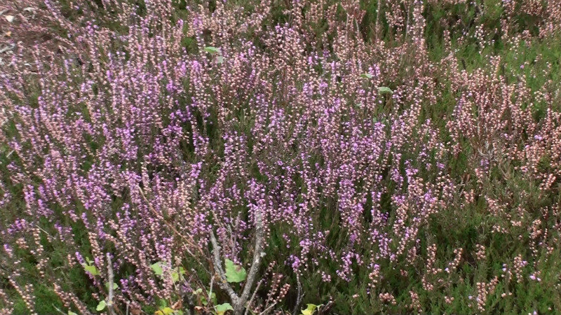 The last of the summer heather flowers