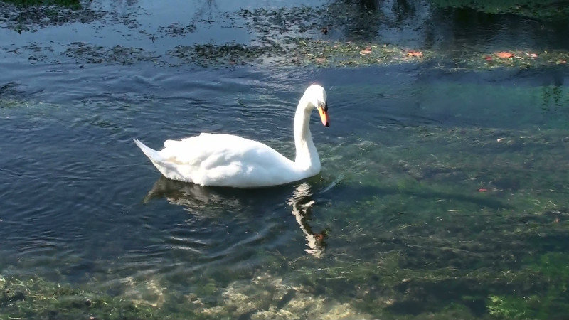 An elegant swan at Bibury