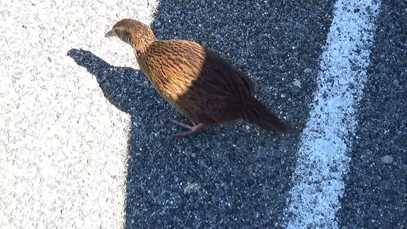 The weka who came from nowhere