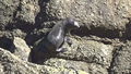 Tauranga Bay seal colony
