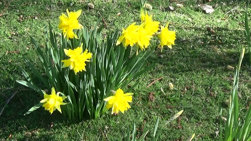 Double daffodils at Cambrians
