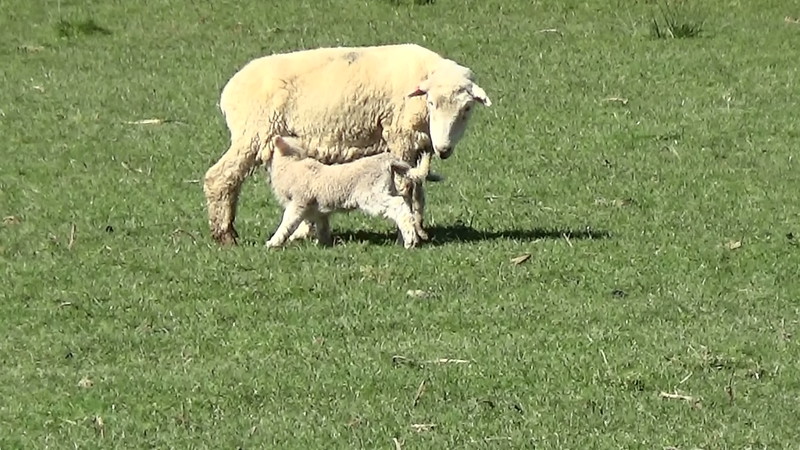 New born lamb with it's mum