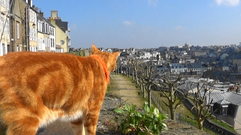 Marmalade the cat on the old town wall,Granville