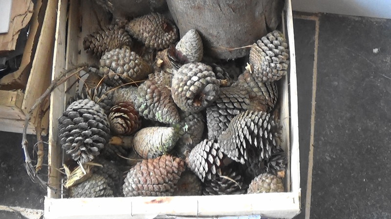 The pine cones at home in the cottage ready for tonights fire