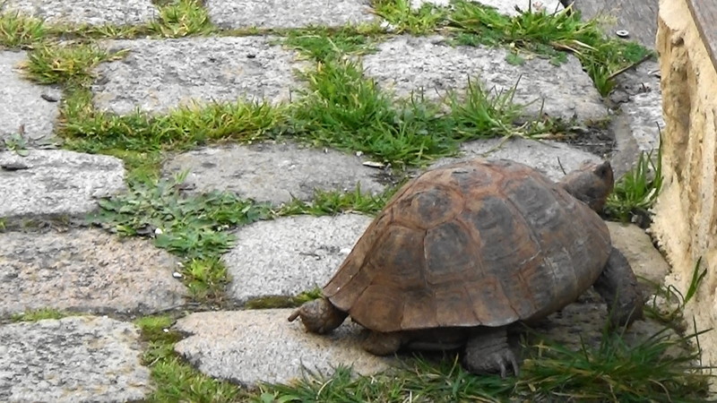 Caroles tortoise in the yard