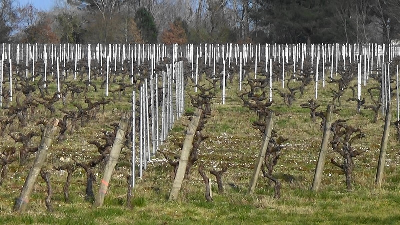Vines supported by steel stakes is a different way of doing things.