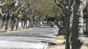 Avenue with spring foliage on the trees leading down to the beach