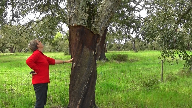 Gretchen inspects the trunk of a cork tree