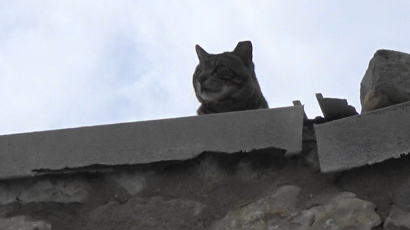 Cat on patrol Cape St Vincent