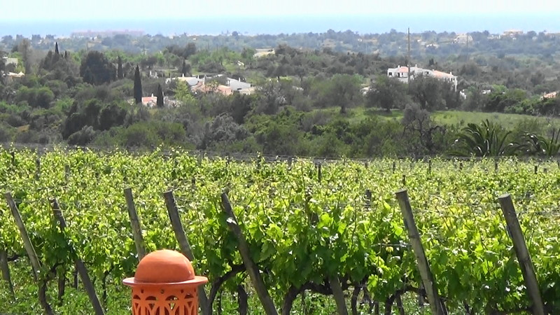 View over the vineyard