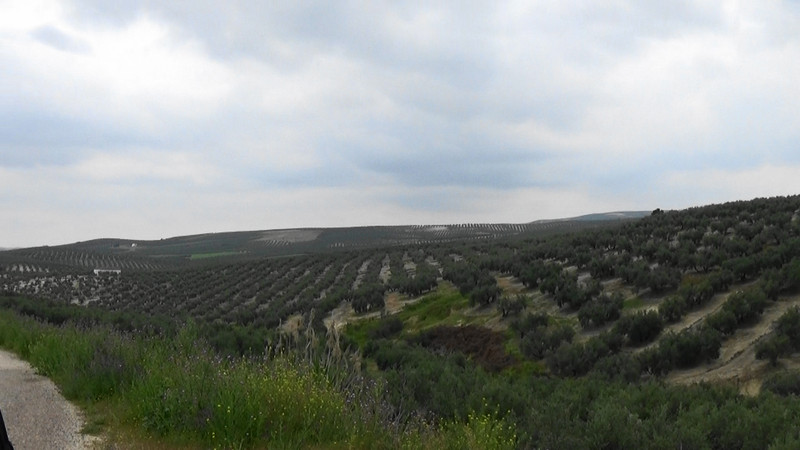 And still the olive trees continue into infinity,well almost