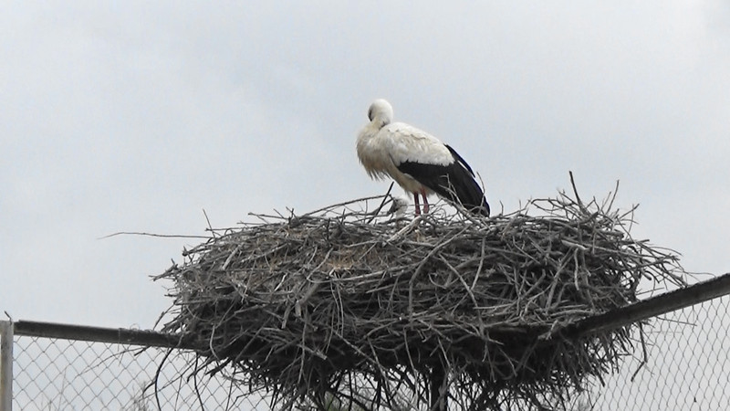 Stork on its nest