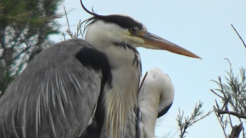 A type of heron