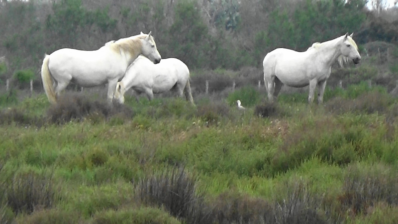 The famed wild horses of the Camargue