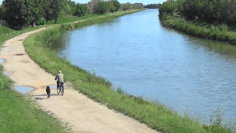 Man and a dog cycling the canal
