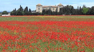 The field of poppies