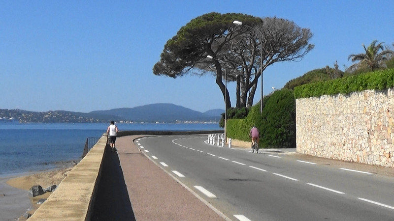 Iconic pine tree you see on the Cote d Azur