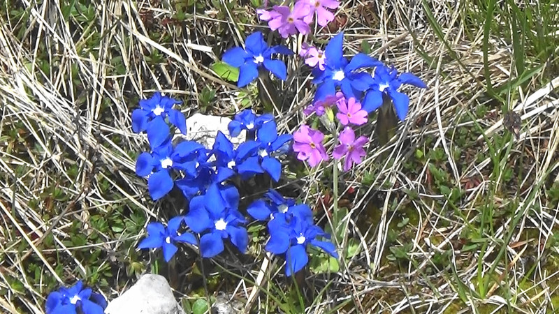 Gentiana flowers