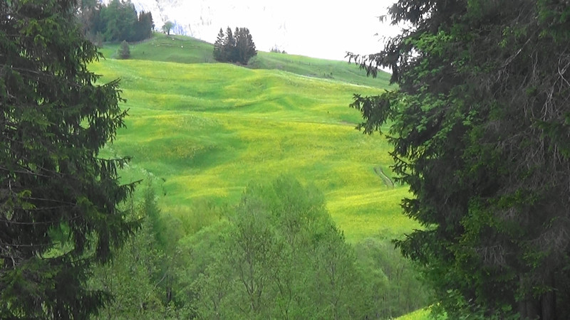 Hillside of dandelions