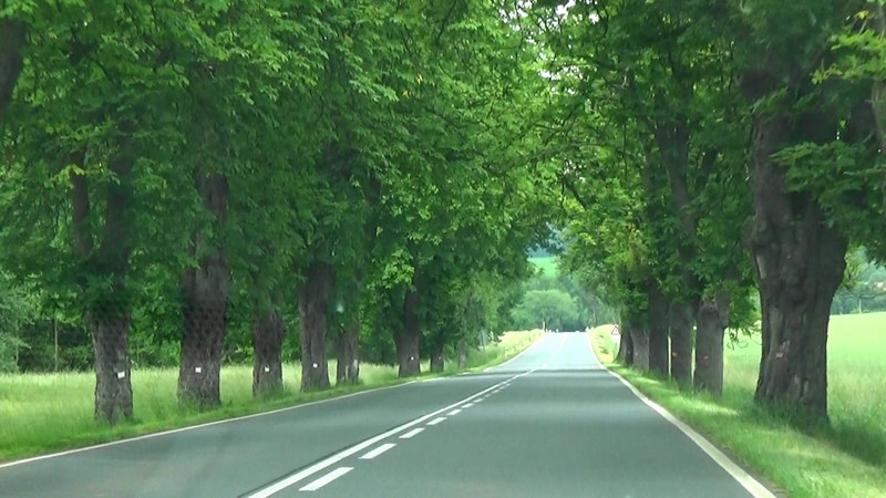 Avenue of trees,Czech Republic