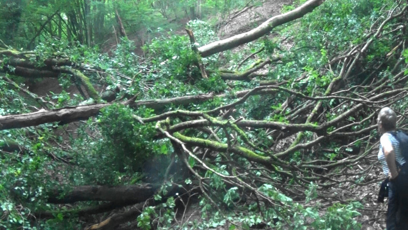 The tree fall that stopped us in our tracks