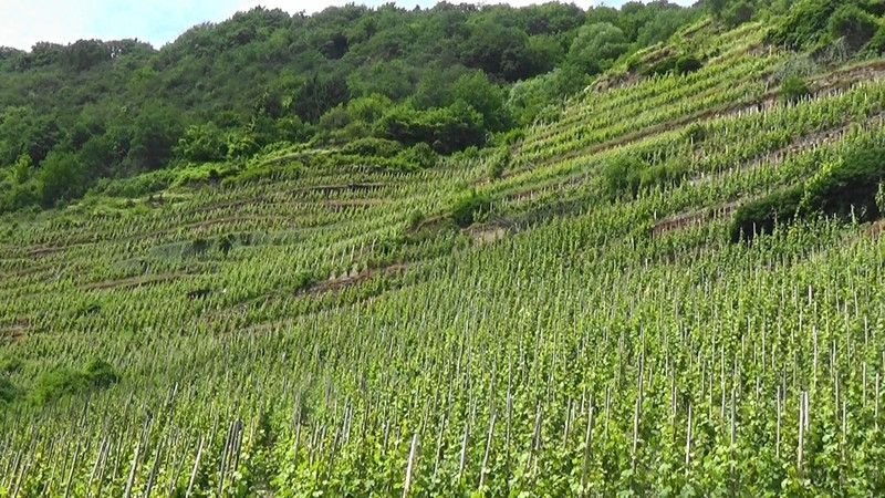 Vineyard on the near vertical hillside