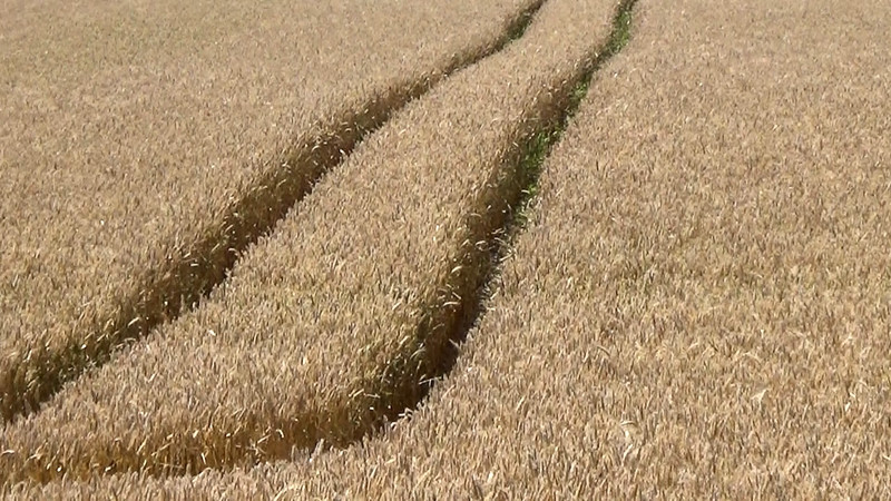 The lines left by the spraying unit and wheat nearly ready to harvest