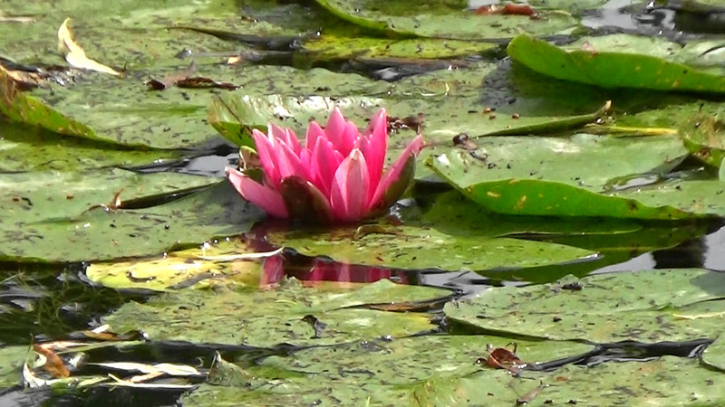 A waterlily